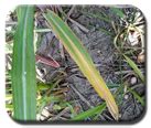 Agriculture :: Nutrient Deficiency::Sugar crops