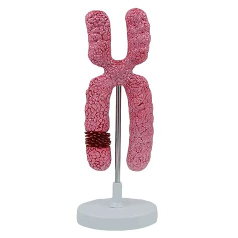 Buy Chromosome Amplify 10000X Model Meiosis Organelle Cell Model ...