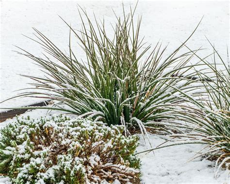 Winter Garden Plants - What Can Be Grown In Your Garden Over Winter