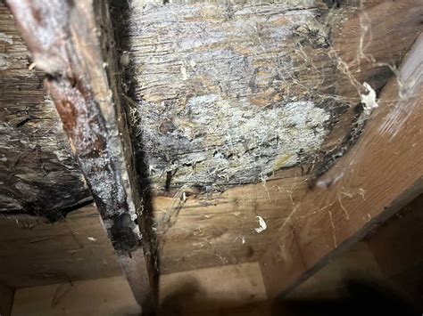 Crawl Space Mold Removal in Burlington, WA