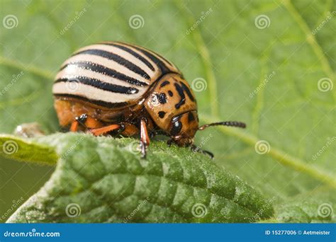 Potato bug o stock photo. Image of striped, larva, close - 15277006