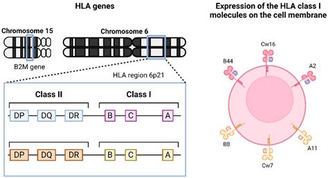 Loss Of Heterozygosity