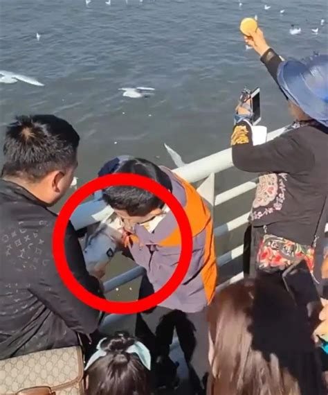 家长帮孩子抓海鸥强行往瓶子里塞，处罚来了！