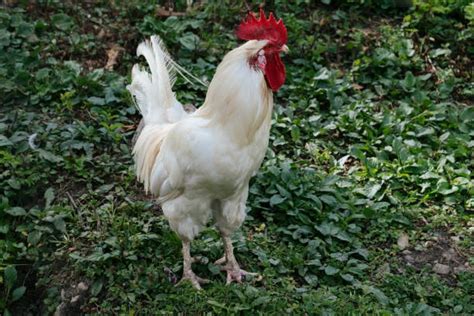 Image result for Animals Using Compouter