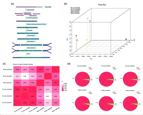 RNA Sequencing 的图像结果