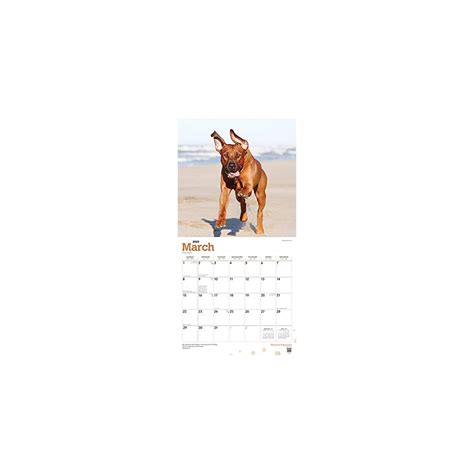 Buy Rhodesian Ridgebacks 2020 12 x 12 Inch Monthly Square Wall Calendar ...