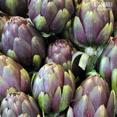25+ Purple Vegetables to Enliven Your Table - Attainable Sustainable®