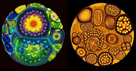 Graph Data Library 的图像结果