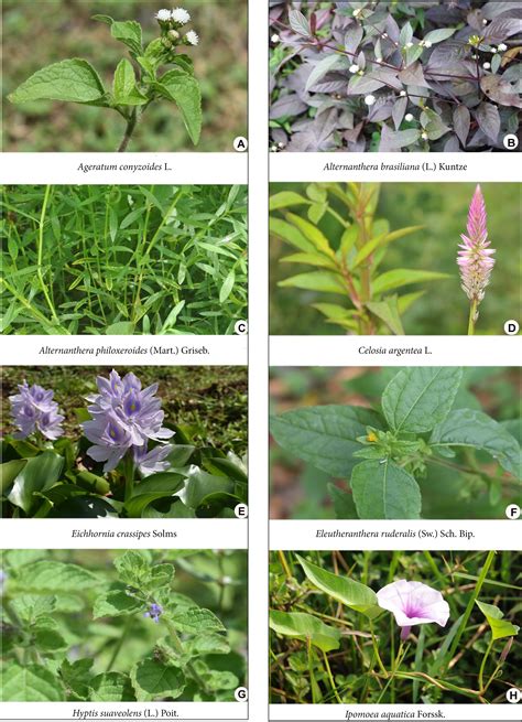 An appraisal on the invasive alien plant species of Andaman & Nicobar ...