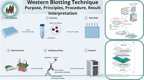 Western Blotting Definition – Comment Lire Un Western Blot – FJEHC