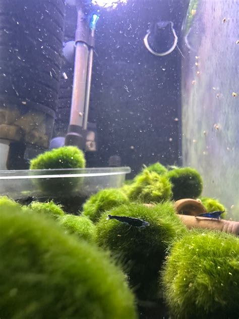 Marimo Moss Balls Live | Marimo For Sale | Marimo Moss Ball Near Me ...