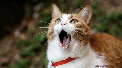 Why Do Cats Yawn So Much? - 21Cats.org