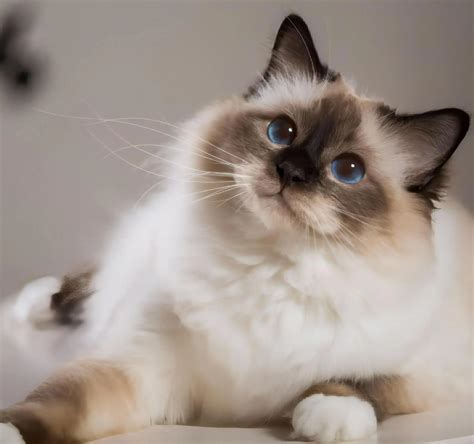 图片ai 的图像结果