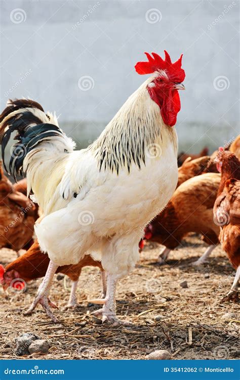 Rooster on Traditional Free Range Poultry Farm Stock Photo - Image of ...
