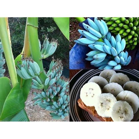 DANIEL YARDS Blue Java Banana Seeds - 100pcs - Sweet & Nutritious India ...
