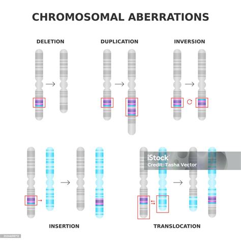 Chromosomal Aberrations Deletion Duplication Inversion Translocation ...