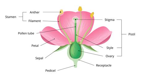 Flower — lesson. Science CBSE, Class 6.