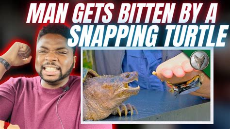 Image result for Man Getting Bit by Snapping Turtle