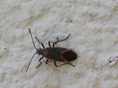 Boxelder bugs - Urban IPM