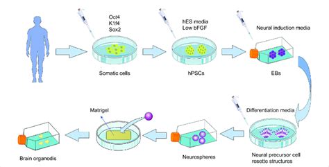 Brain Processing Unit 的图像结果