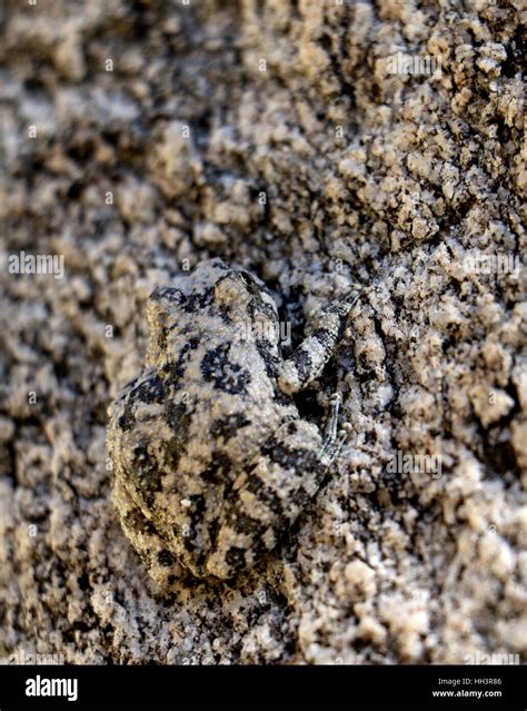 Camouflaged Frogs