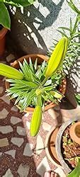 URBAN GARDENS® Asiatic Lily Yellow Pack Of Four Bulbs , Lilium Flower ...