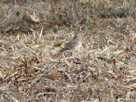 Common Miner (Central Chile) - eBird
