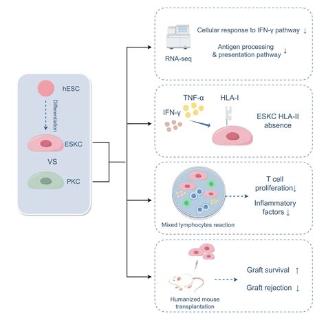 Low Immunogenicity of Keratinocytes Derived from Human Embryonic Stem Cells