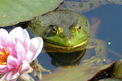 Frog in the Lily Pond