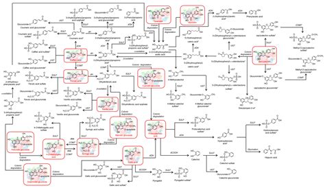 Berry-Enriched Diet in Salt-Sensitive Hypertensive Rats: Metabolic Fate ...