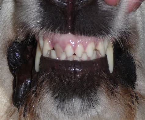 Image result for Grey Tooth