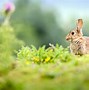 Image result for Rabbit Diseases