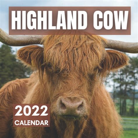 Buy Highland Cow 2022: Monthly Square with Stunning Photos of Highland ...