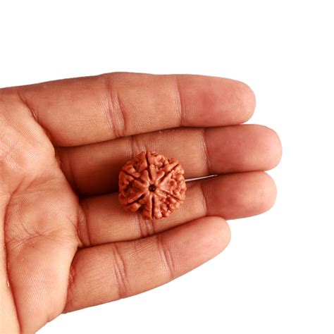 6 Mukhi Rudraksha from Nepal - Bead No. 382 – Rudra and Sons
