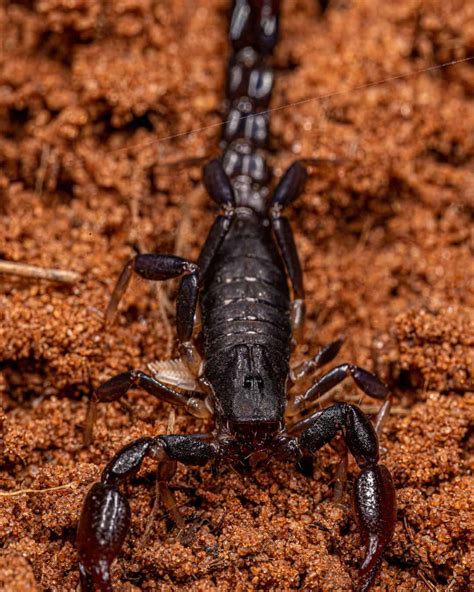 Scorpion - Hearts Pest Management