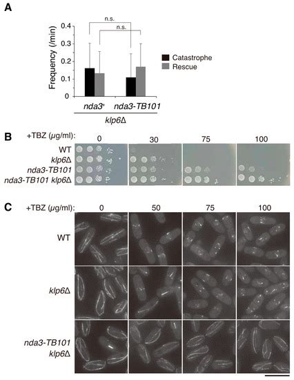 Cells | Special Issue : The Cytoskeleton: Structural, Functional, and ...
