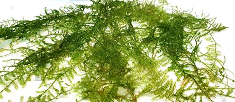 How Tall Do Java Moss Grow 的图像结果
