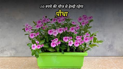 10 रुपये की इस चीज से हरा-भरा कर सकती हैं सदाबहार का पौधा...चींटियों से ...