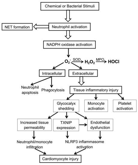 Neutrophil-Initiated Myocardial Inflammation and Its Modulation by B ...