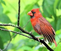 Image result for Brown Cardinal Bird