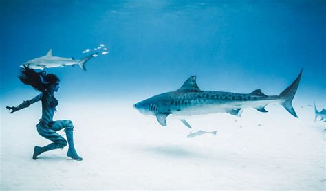 澳大利亚美女模特穿比基尼与虎鲨群海底共舞(组图)-搜狐滚动