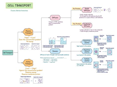 Active Transport Concept Map