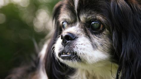 Why Is My Senior Dog Pacing and Restless at Night? - The Farmer’s Dog ...