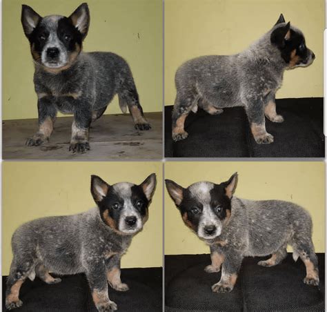 Australian Cattle Dog Puppies For Sale | Georgetown, TX #286442