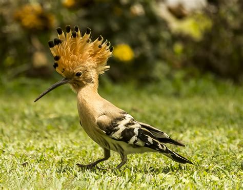 16 Types of Birds with Mohawks (with Pictures)