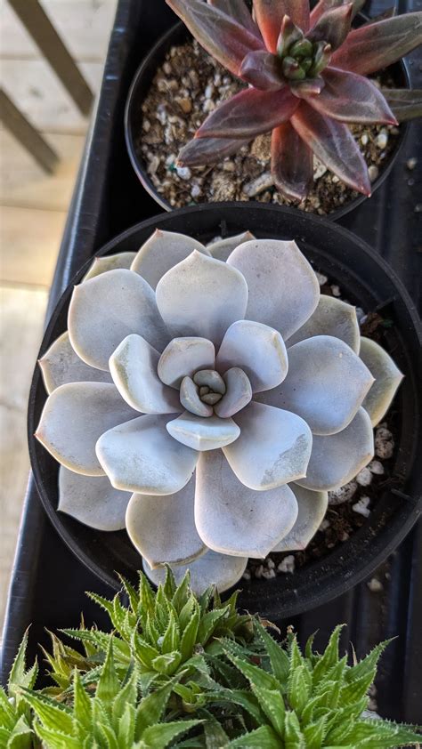 Echeveria Asante Sana 🥰 with cold and sun stress : r/echeveria
