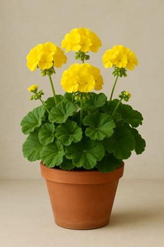 BEST COLD LOVER Yellow Geranium Live Plant – Beautiful Potted Flowering ...