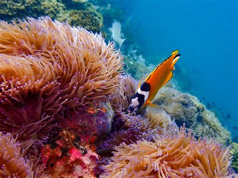 Zooxanthellae: The Key to Coral Reef Survival - Ocean Info