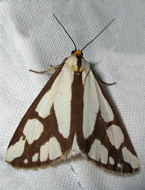 37 Common Black and White Moths (Pictures And Identification)