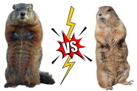 Woodchuck vs. Beaver: Unveiling the Surprising Differences Between ...